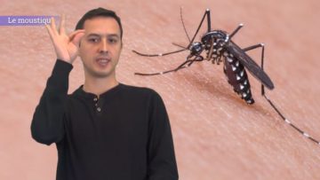 <strong>Le moustique</strong>