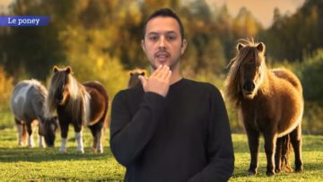 <strong>Le poney</strong>