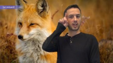 <strong>Le renard</strong>