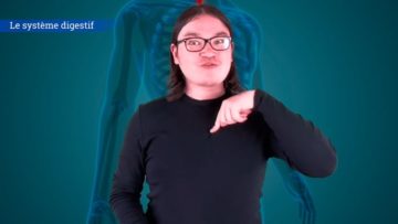 <strong>Le système digestif</strong>