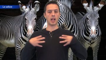 <strong>Le zébre</strong>