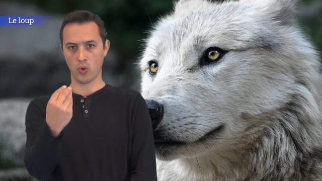 <strong>Le loup</strong>